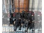 Schnauzer (Miniature) PUPPY FOR SALE ADN-786315 - Litter of 7 Mini Schnauzers