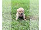Golden Labrador PUPPY FOR SALE ADN-786317 - Goldador pups
