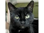 Adopt Hope a Domestic Short Hair