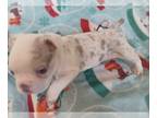 Boston Terrier PUPPY FOR SALE ADN-786506 - Ckc exotic Lilac merle