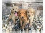 Golden Retriever PUPPY FOR SALE ADN-786524 - Golden Retriever Puppies