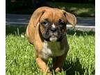 Boxer PUPPY FOR SALE ADN-786538 - Fawn Female Boxer CKC