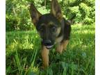 German Shepherd Dog PUPPY FOR SALE ADN-786539 - AKC Registered German Shepherd