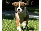 Boxer PUPPY FOR SALE ADN-786540 - Flashy Fawn Male Boxer CKC
