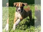 Boxer PUPPY FOR SALE ADN-786541 - Flashy Fawn Male Boxer CKC