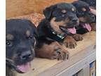 Rottweiler PUPPY FOR SALE ADN-786542 - German rottweiler puppy