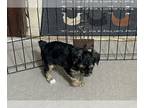 YorkiePoo PUPPY FOR SALE ADN-786543 - Yorkiepoo male pup