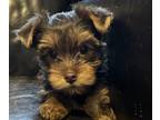 Yorkshire Terrier PUPPY FOR SALE ADN-786544 - Elizabeth female chocolate ckc