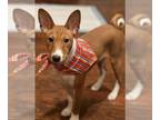 Basenji PUPPY FOR SALE ADN-786546 - Basenji Female 4 months