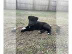 Akita PUPPY FOR SALE ADN-786547 - American Akita puppies