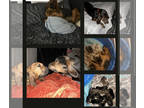Bloodhound PUPPY FOR SALE ADN-786548 - BloodHound pups
