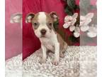 Boston Terrier PUPPY FOR SALE ADN-786549 - Lilac Merle girl puppy