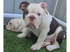 Bulldog PUPPY FOR SALE ADN-786550 - YummyBeans
