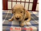 Goldendoodle PUPPY FOR SALE ADN-786569 - Goldendoodle Puppies