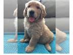 Golden Retriever PUPPY FOR SALE ADN-786585 - Golden Retriever puppy