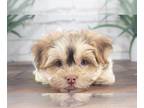 Havanese PUPPY FOR SALE ADN-786602 - Diesel Playful Tri Colored ACA Male