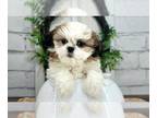 Shih Tzu PUPPY FOR SALE ADN-786604 - Pippa Loving Little female ACA Shih Tzu