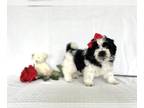ShihPoo PUPPY FOR SALE ADN-786607 - Shihpoo