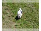 West Highland White Terrier PUPPY FOR SALE ADN-786608 - QTip