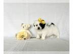 ShihPoo PUPPY FOR SALE ADN-786609 - Shihpoo
