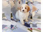 Goldendoodle (Miniature) PUPPY FOR SALE ADN-786613 - Sammy F1b Mini