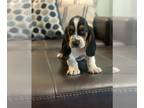 Basset Hound PUPPY FOR SALE ADN-786614 - John