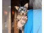 Yorkshire Terrier PUPPY FOR SALE ADN-786617 - Boy 1