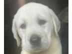 Labrador Retriever PUPPY FOR SALE ADN-786626 - white akc lab puppies
