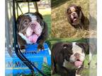 Bulldog PUPPY FOR SALE ADN-786632 - Chocolate TRI