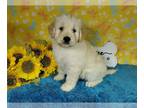 Goldendoodle PUPPY FOR SALE ADN-786633 - Plush F1 standard goldendoodles English