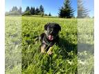 German Shepherd Dog PUPPY FOR SALE ADN-786637 - Adorable puppies