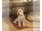 Schnauzer (Miniature) PUPPY FOR SALE ADN-786638 - Jana is 6 with lots of love