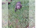 Labrador Retriever PUPPY FOR SALE ADN-786640 - Purebred Chocolate Labrador