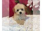 Pom-A-Poo PUPPY FOR SALE ADN-786641 - Girl pomapoo puppy