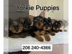 Yorkshire Terrier PUPPY FOR SALE ADN-786643 - Yorkie Puppies