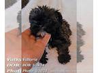 Brussels Griffon PUPPY FOR SALE ADN-786644 - Valkyrie Purebred Female Brussels