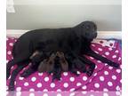 Labrador Retriever PUPPY FOR SALE ADN-786645 - Chocolate and Black Lab AKC