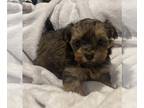 Poodle (Miniature)-YorkiePoo Mix PUPPY FOR SALE ADN-786646 - Yorkerpoo puppies