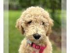 Goldendoodle PUPPY FOR SALE ADN-786651 - 12 week old male golden doodle puppy