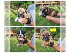 Bulldog PUPPY FOR SALE ADN-786660 - Lucys first litter