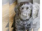 Golden Labrador PUPPY FOR SALE ADN-786664 - Goldador puppies