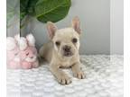 French Bulldog PUPPY FOR SALE ADN-786670 - AKC FRENCH BULLDOG PUPPIES
