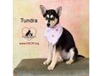 Adopt Tundra a Siberian Husky