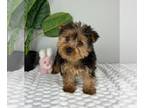 Yorkshire Terrier PUPPY FOR SALE ADN-786708 - LITTLE YORKIE PUPPIES