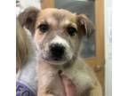 Adopt Veronica a Mixed Breed
