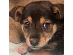 Adopt Betty a Mixed Breed