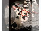 Zuchon PUPPY FOR SALE ADN-786729 - Puppies