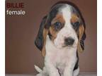 Basset Hound PUPPY FOR SALE ADN-786733 - Basset Hound Puppies