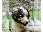 Miniature Australian Shepherd PUPPY FOR SALE ADN-786734 - MINIATURE AUSTRALIAN