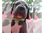 Great Dane PUPPY FOR SALE ADN-786749 - Bayou Blue the Baby Great Dane